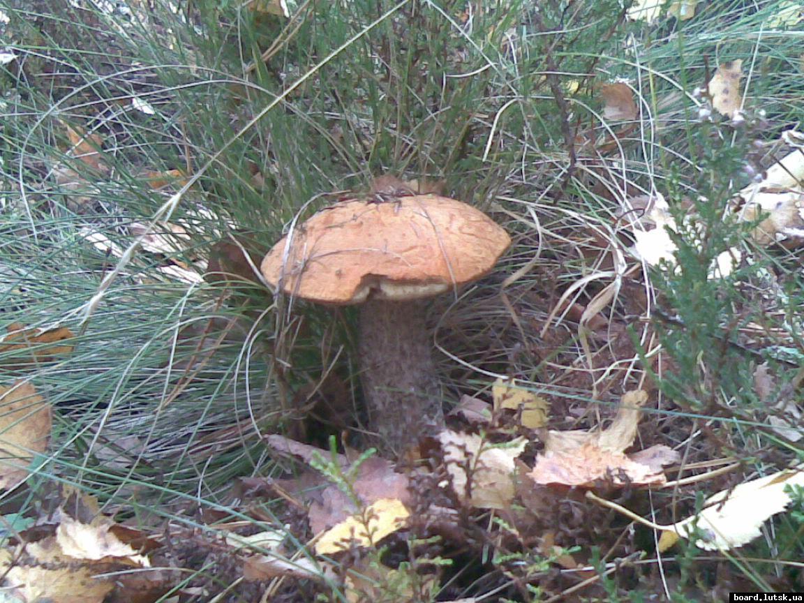 post-11163-0-11825400-1349022299_thumb.j