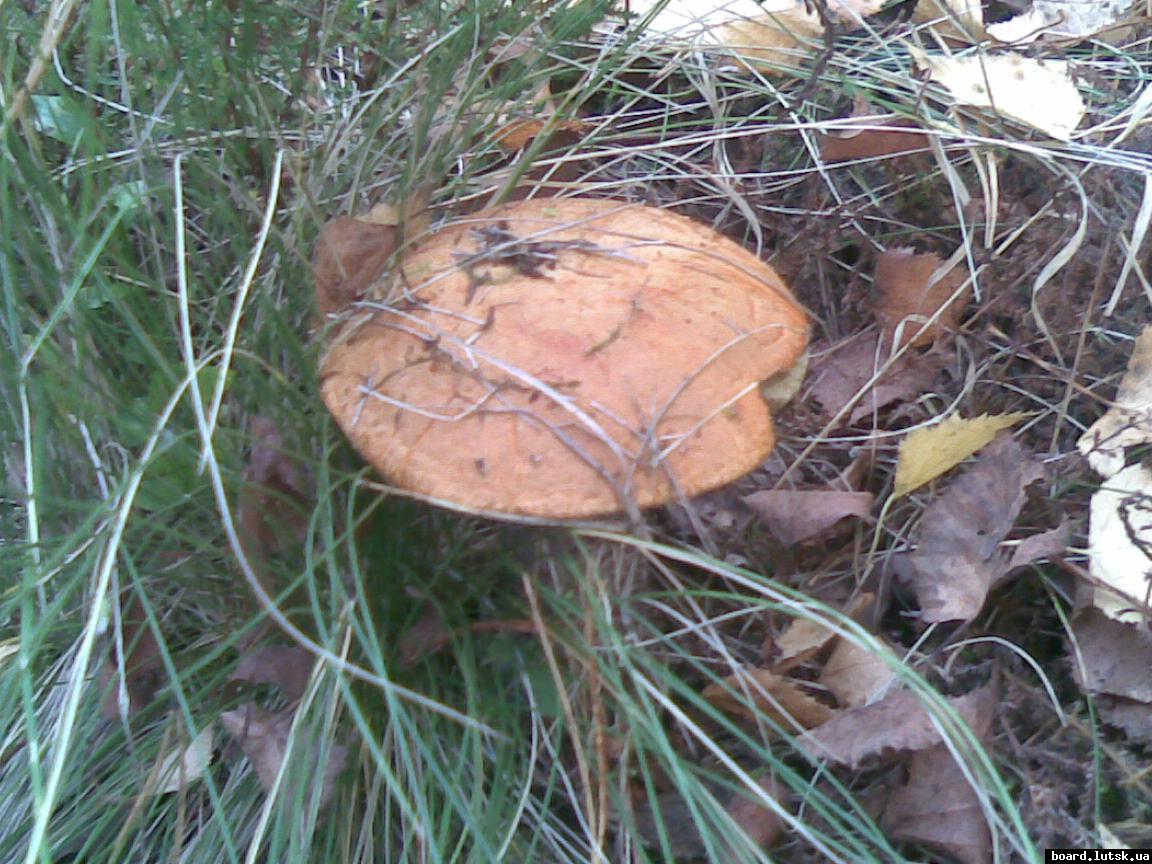 post-11163-0-18463300-1349022277_thumb.j