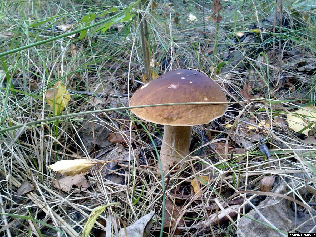 post-11163-0-27143900-1347168631_thumb.j