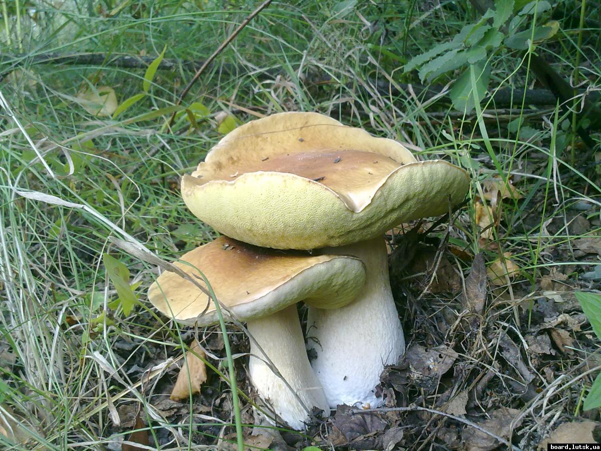 post-11163-0-33936200-1347168572_thumb.j