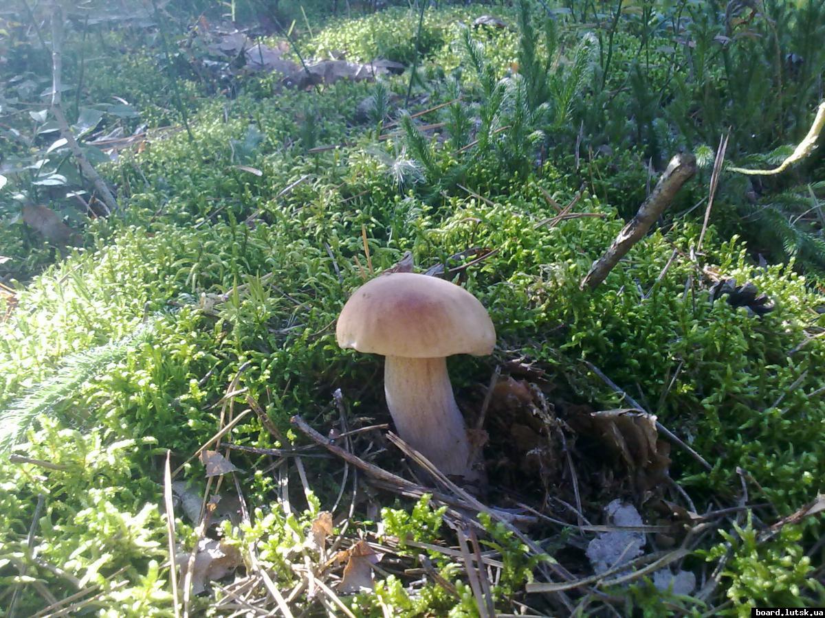 post-11163-0-41175400-1347377516_thumb.j