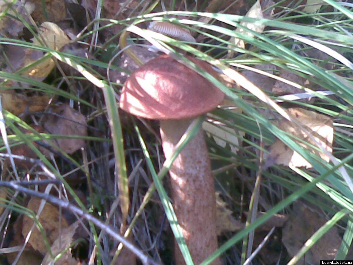 post-11163-0-58768500-1349022260_thumb.j