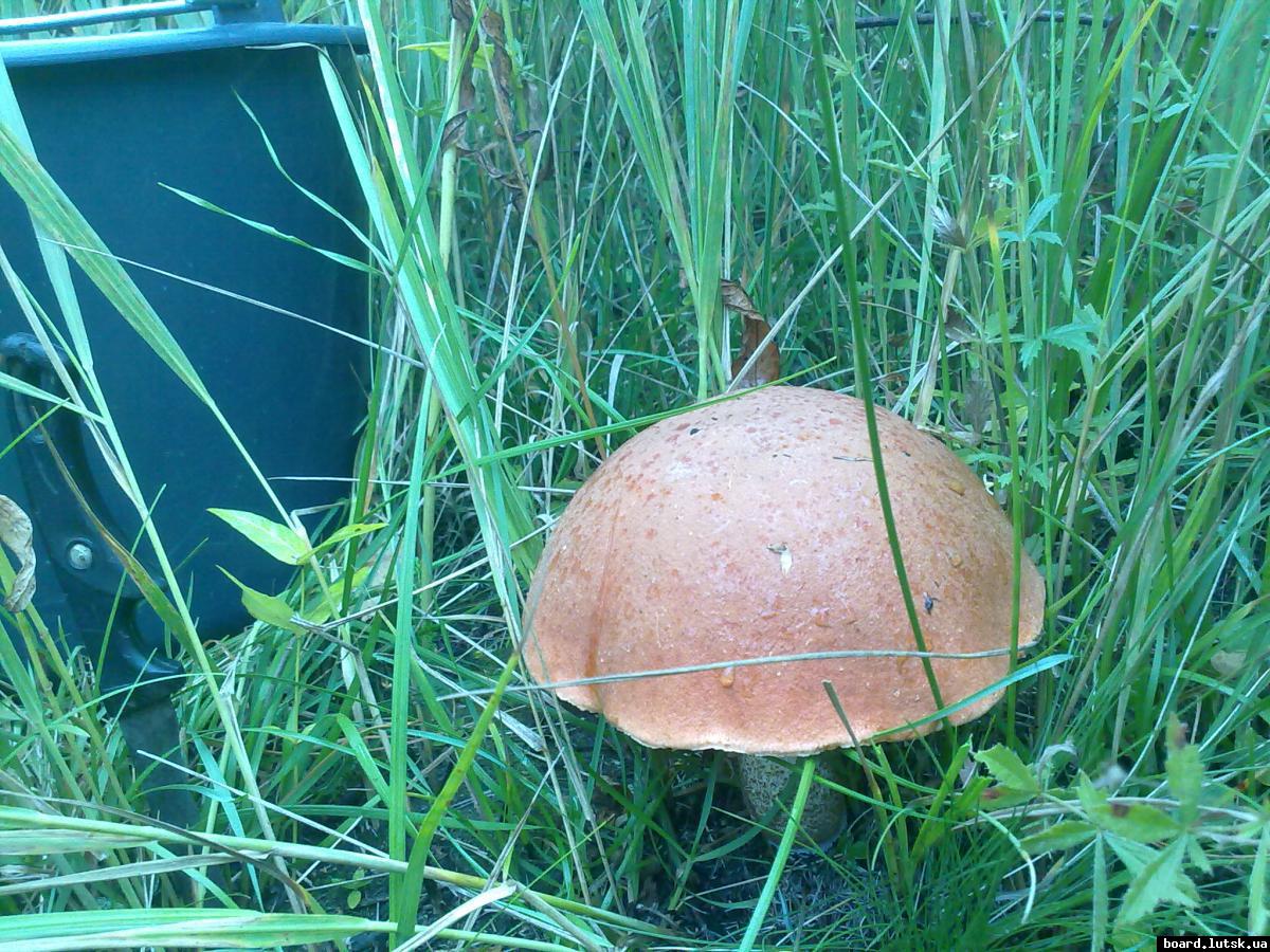 post-11163-0-76048300-1347168528_thumb.j