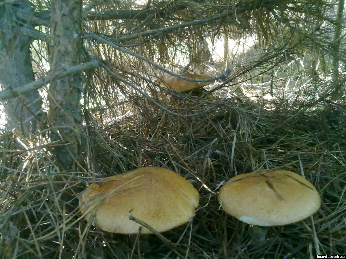 post-11163-0-78247800-1347168680_thumb.j