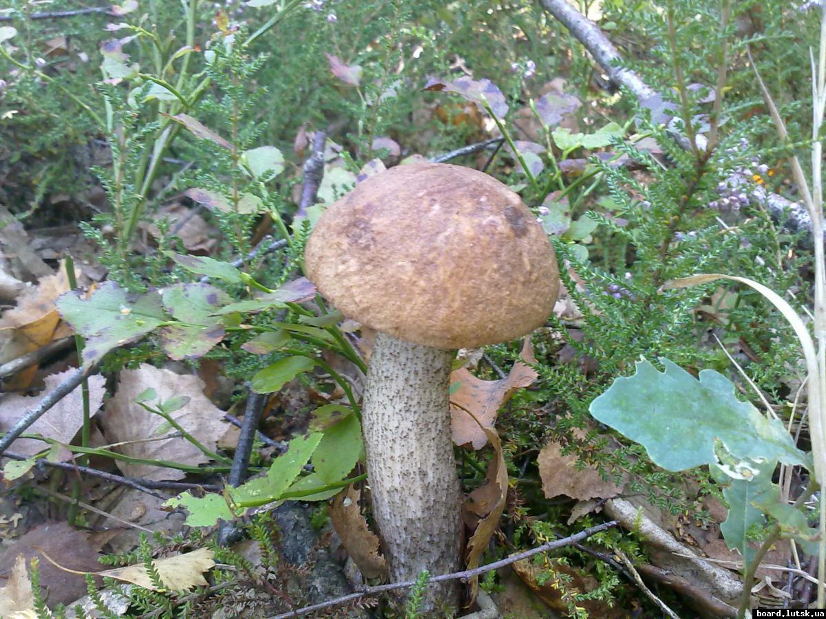 post-11163-0-87693300-1347377420_thumb.j