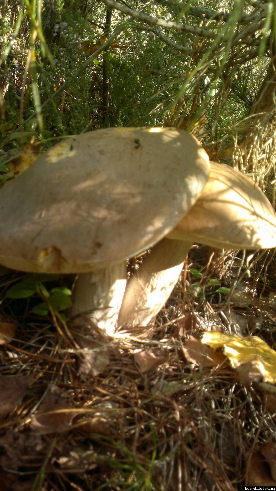 post-11231-0-10009100-1347208332_thumb.j