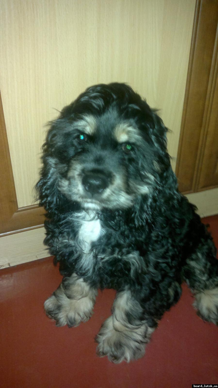 post-11231-0-14680100-1347705437_thumb.j