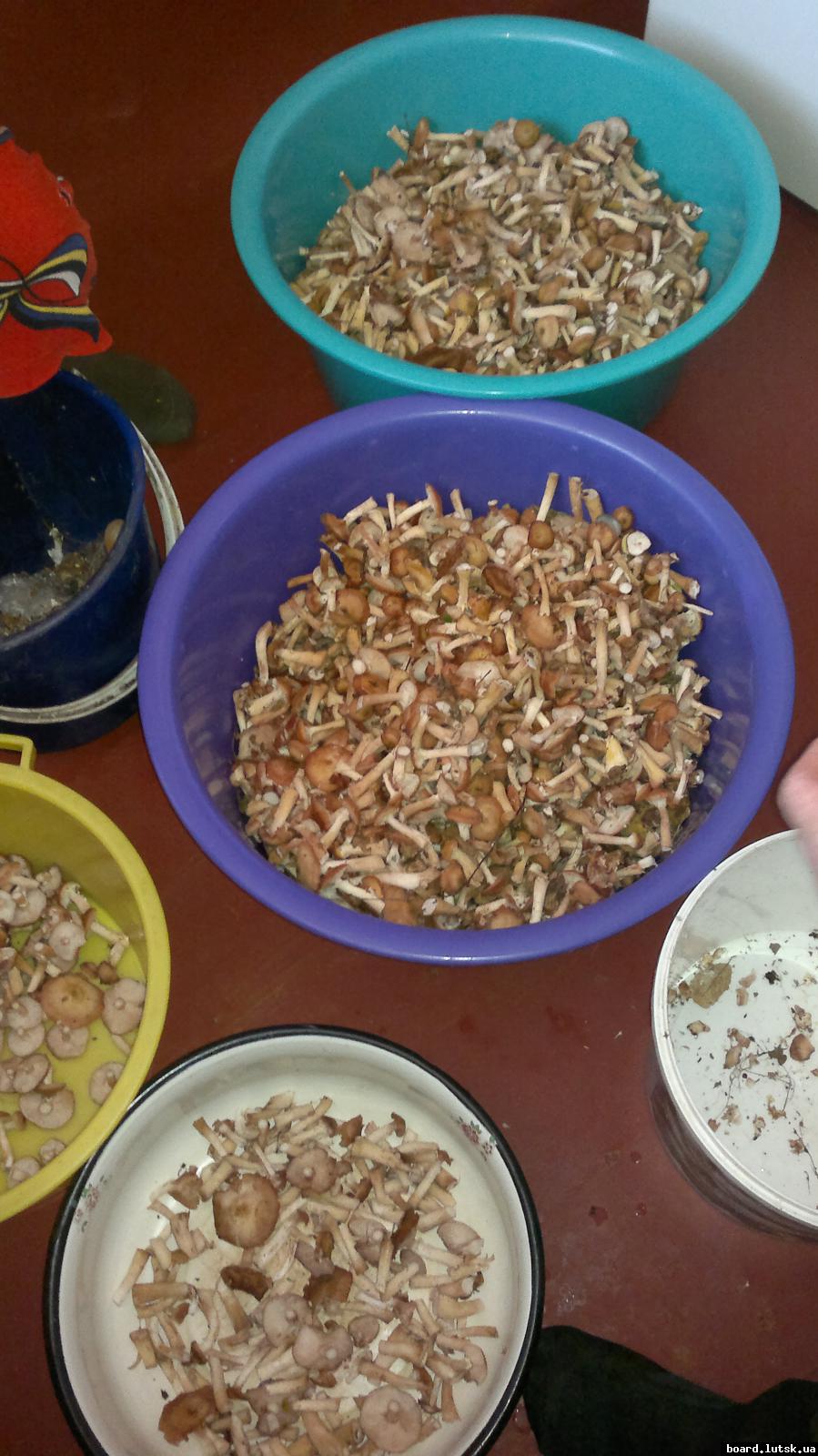 post-11231-0-24307500-1348745926_thumb.j