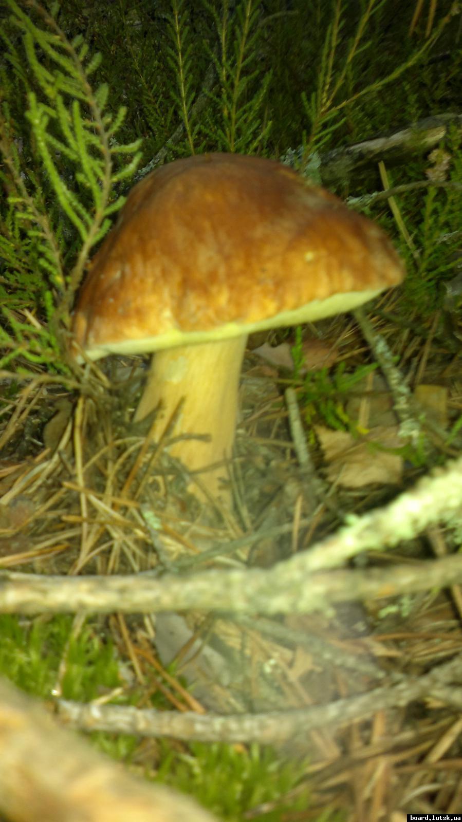 post-11231-0-70588400-1348081835_thumb.j