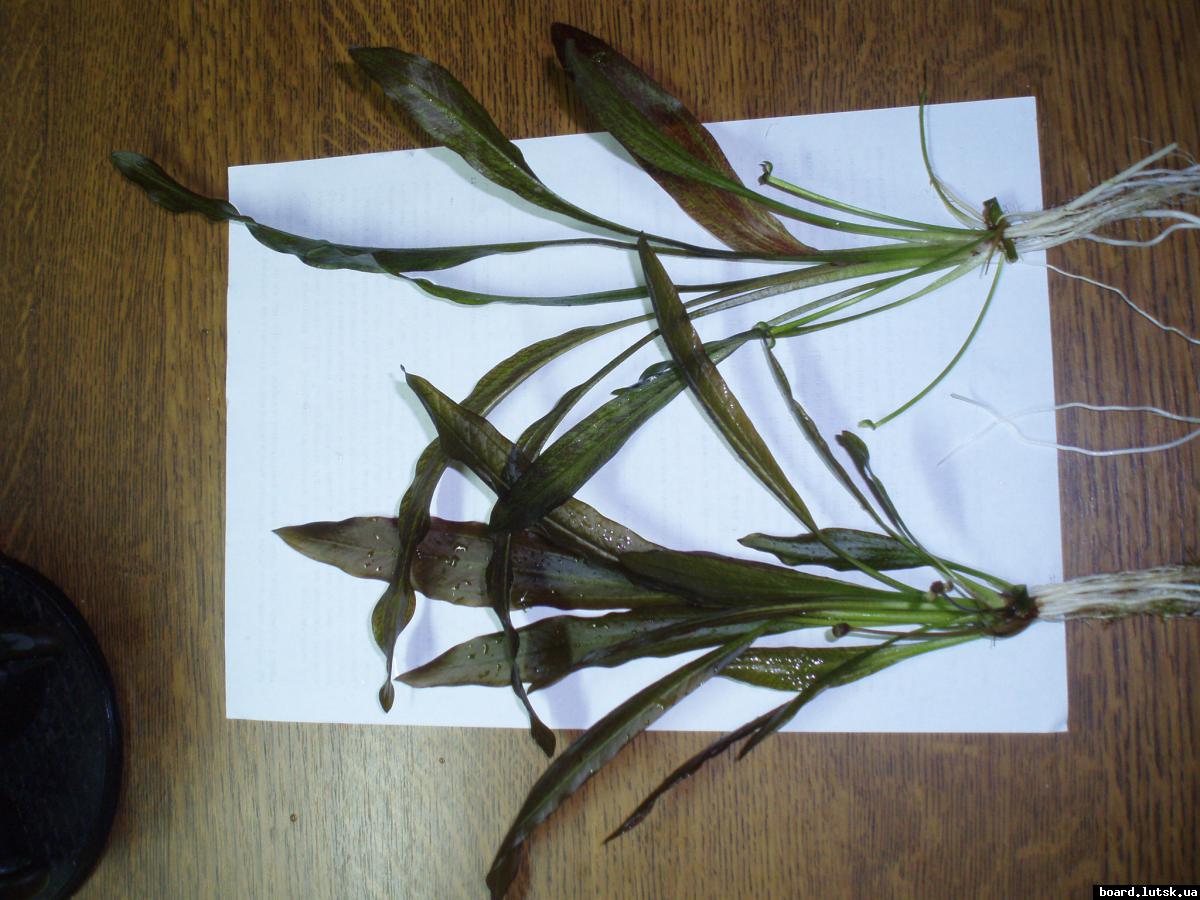 post-13569-0-44961700-1347631720_thumb.j