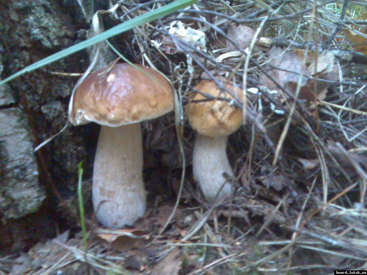 post-13697-0-02503700-1347280796_thumb.j