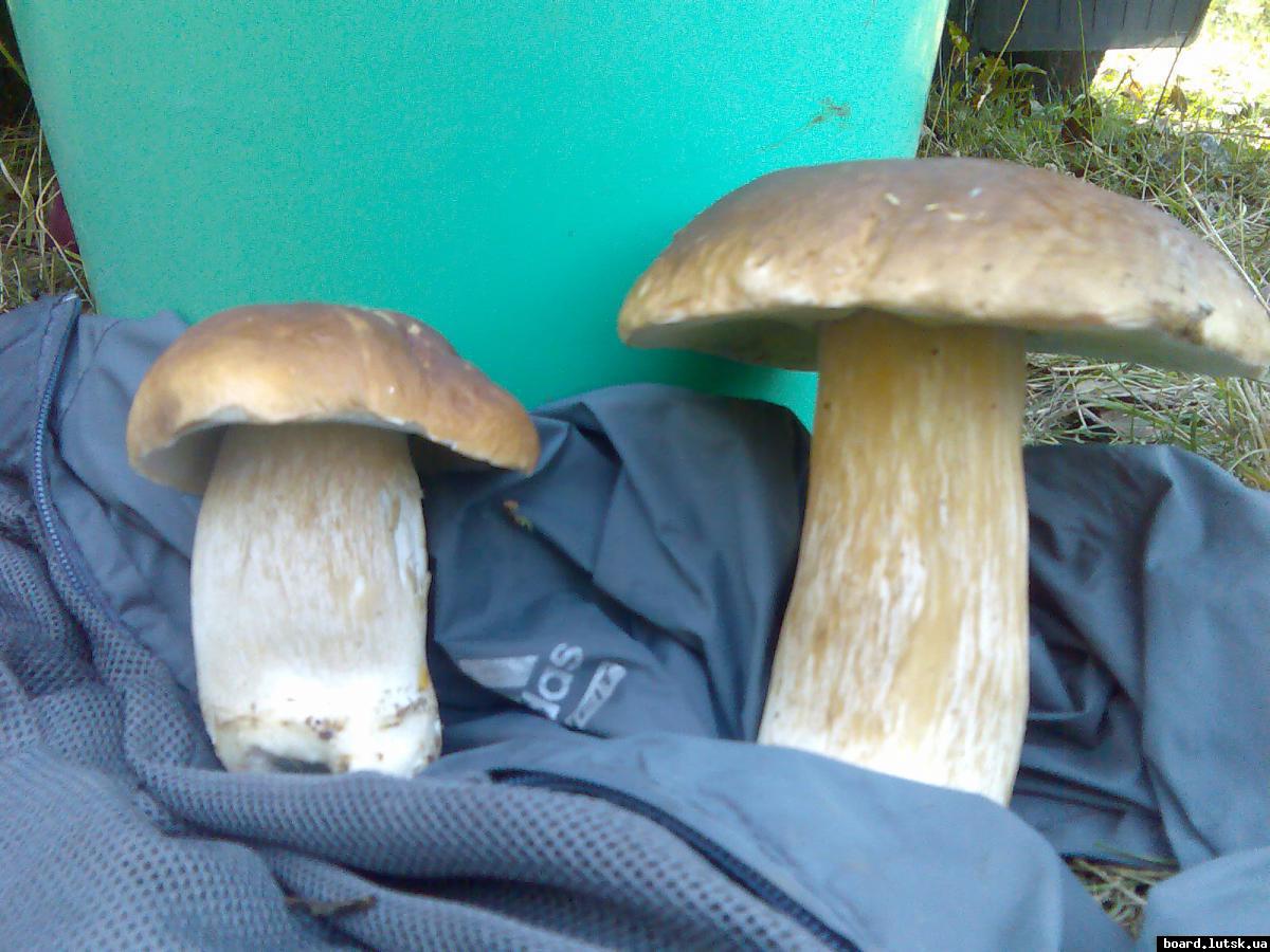 post-13697-0-29049500-1348128584_thumb.j