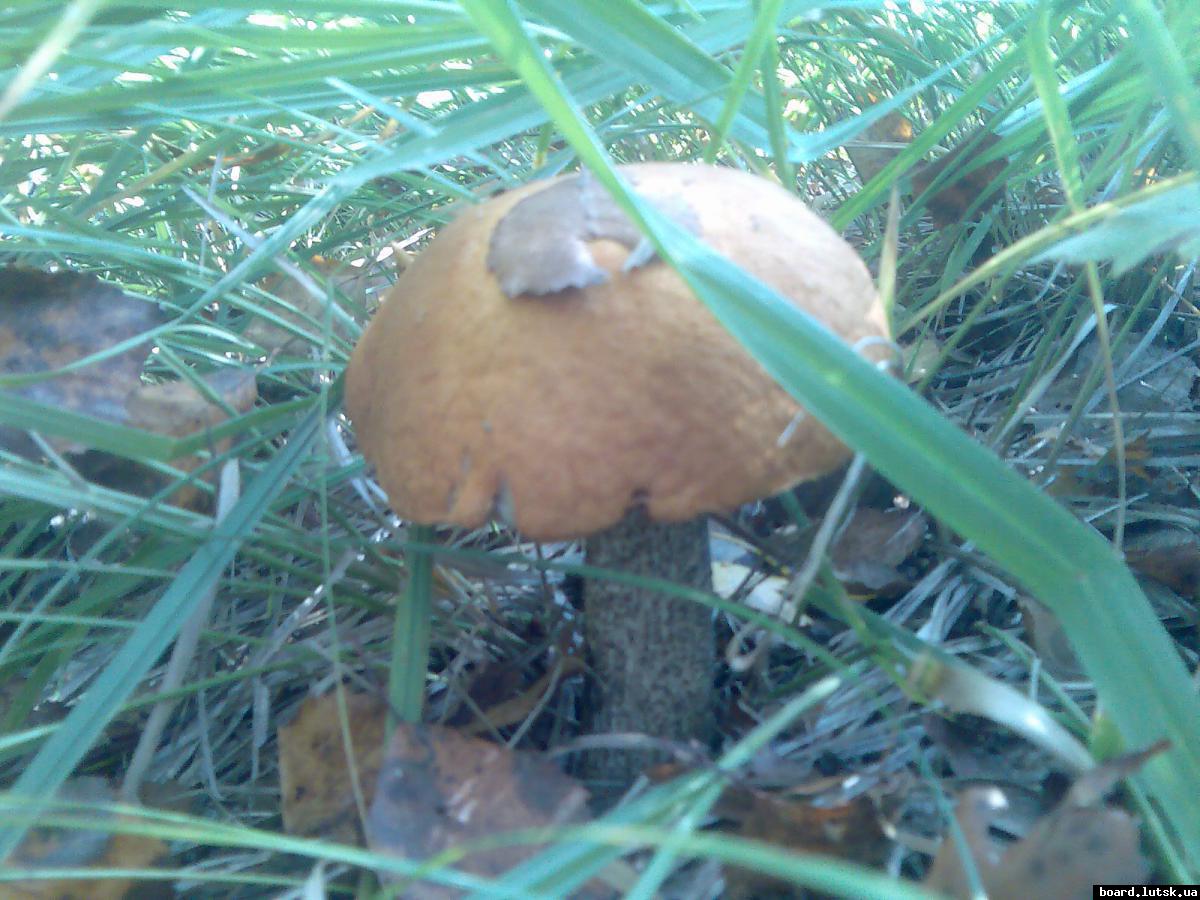 post-13697-0-39687100-1348128602_thumb.j