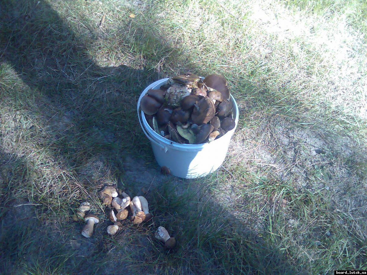 post-13697-0-45620900-1347280818_thumb.j