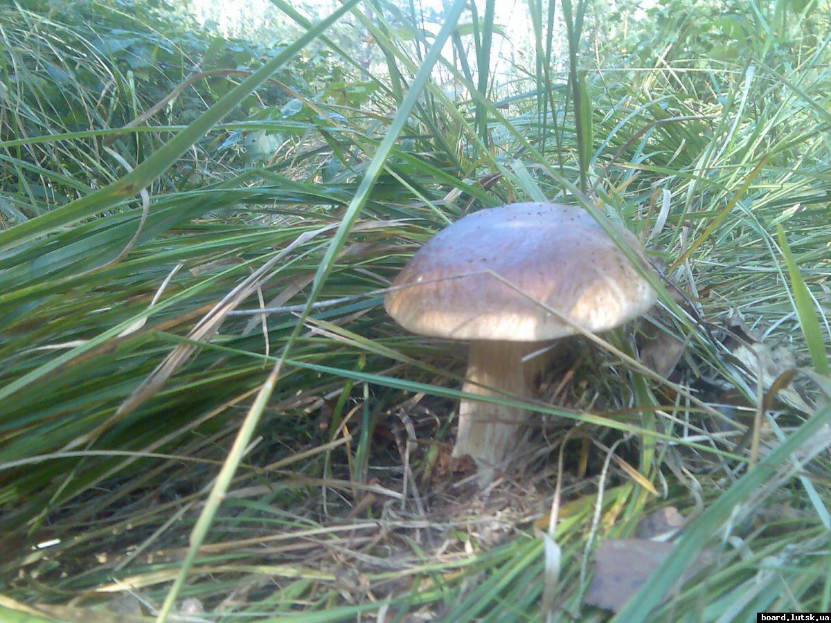 post-13697-0-52325700-1348128594_thumb.j