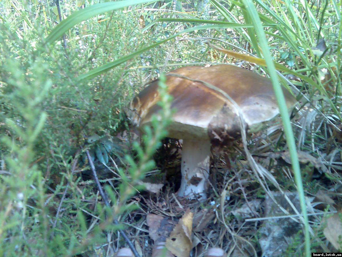 post-13697-0-82028300-1348128611_thumb.j