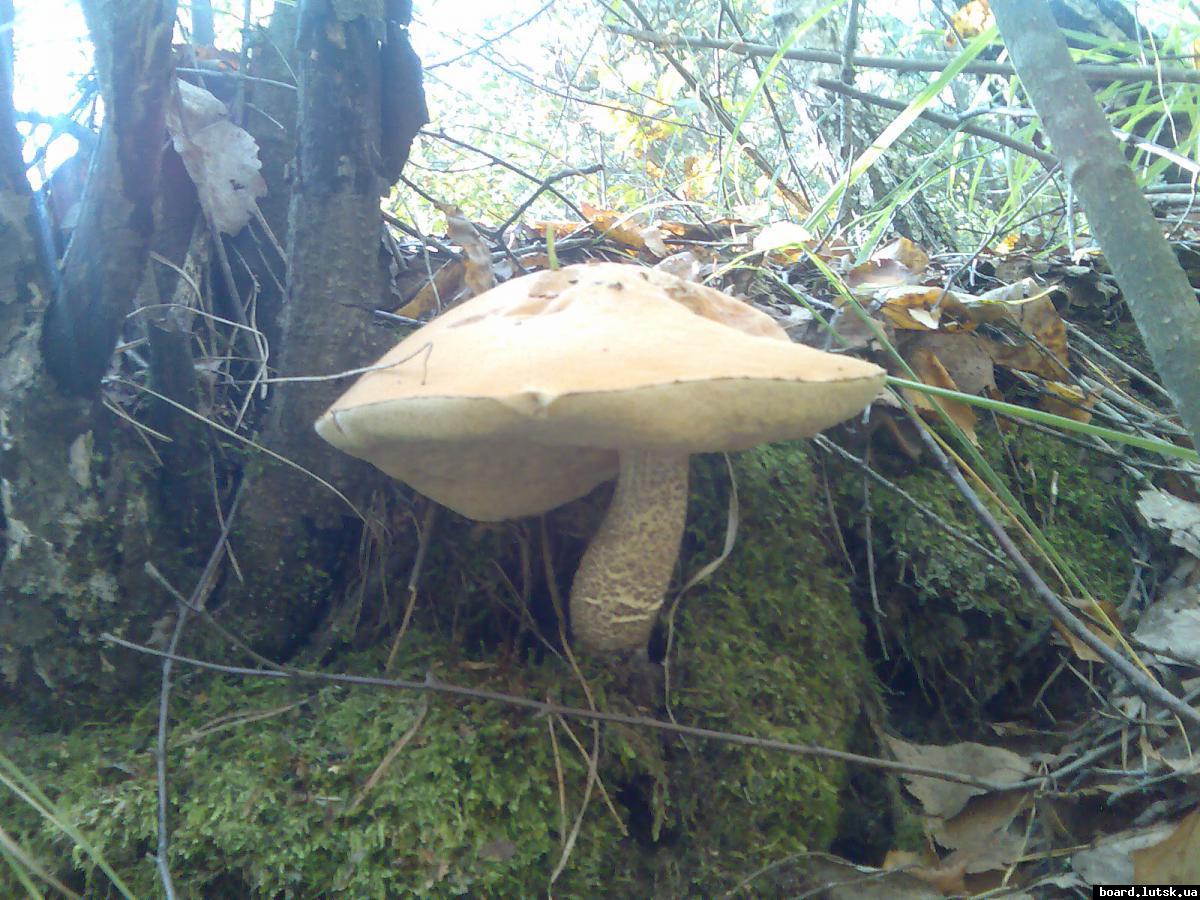 post-13697-0-98287600-1348128620_thumb.j