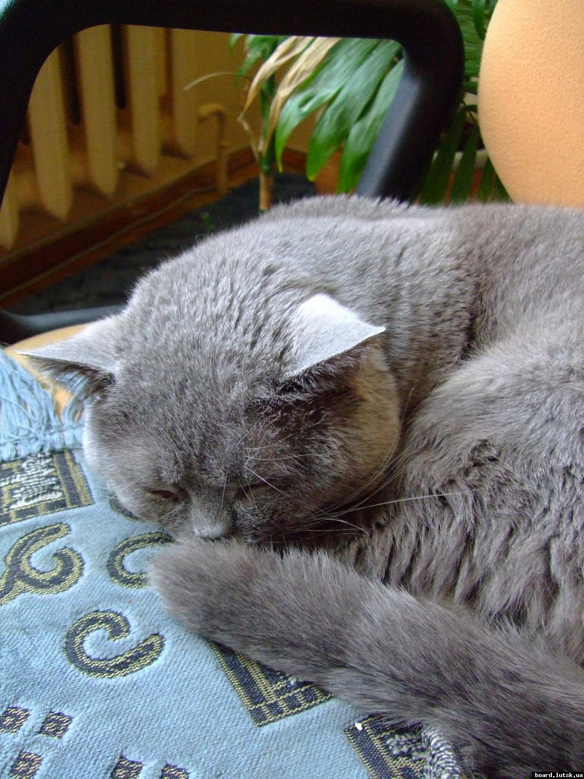 post-15497-0-73139500-1347875380_thumb.j