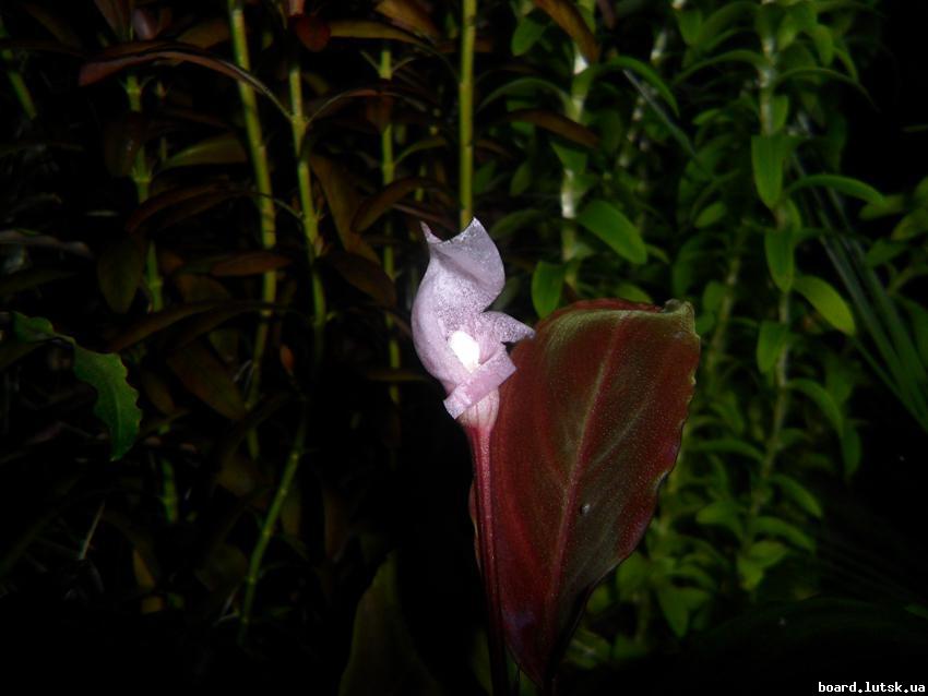 post-16403-0-16715700-1347783320_thumb.j