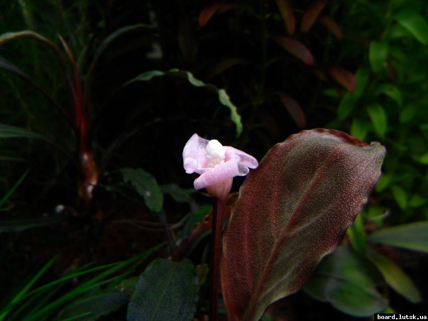 post-16403-0-43195100-1347783349_thumb.j