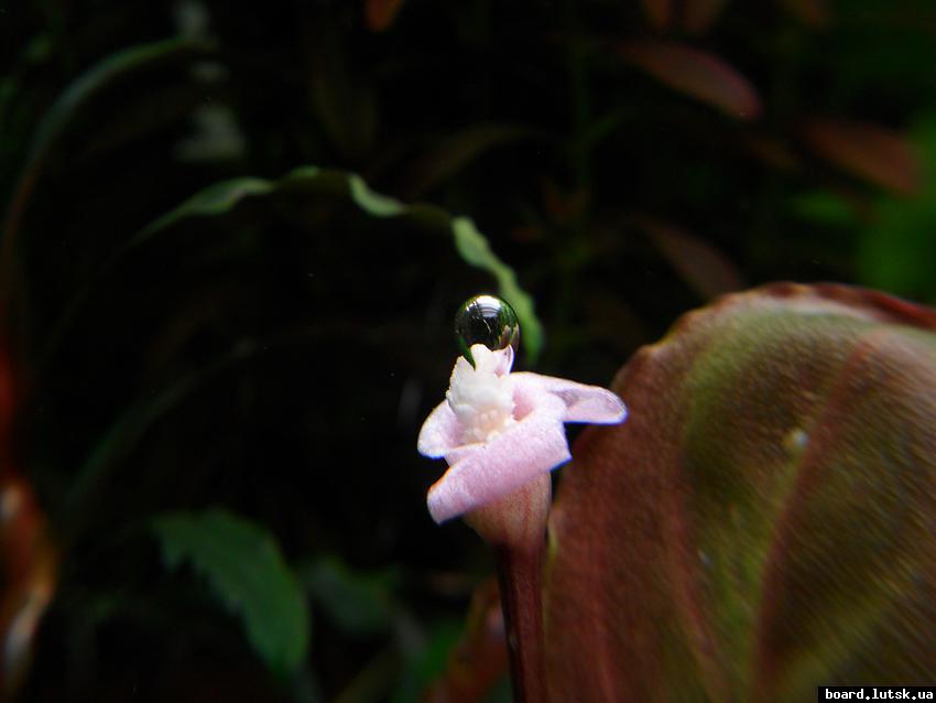 post-16403-0-57399000-1347783412_thumb.j