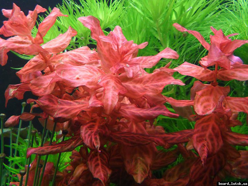 post-16403-0-62800100-1346574160_thumb.j