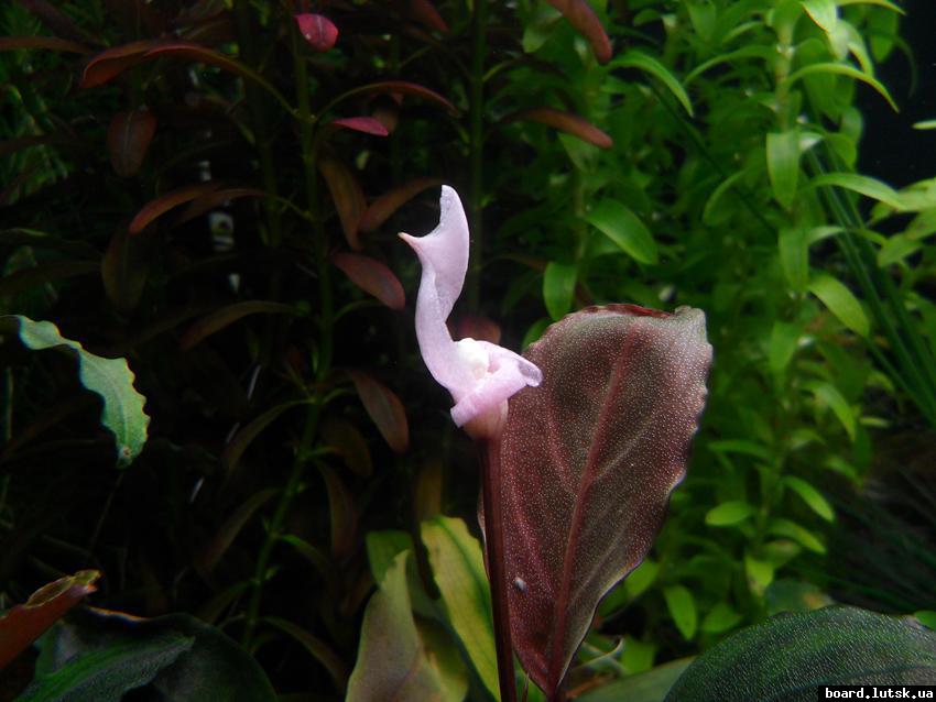 post-16403-0-72437100-1347783335_thumb.j