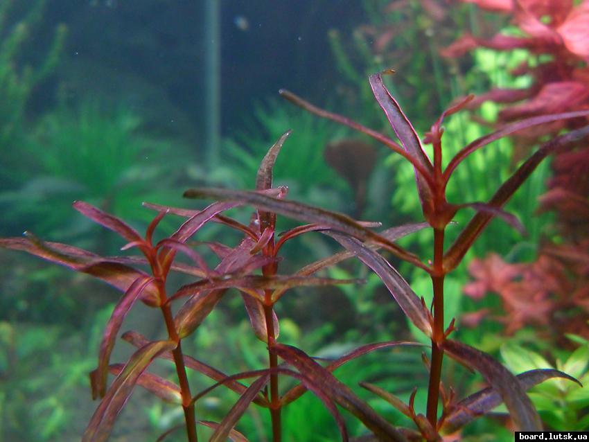 post-16403-0-97596000-1346574289_thumb.j