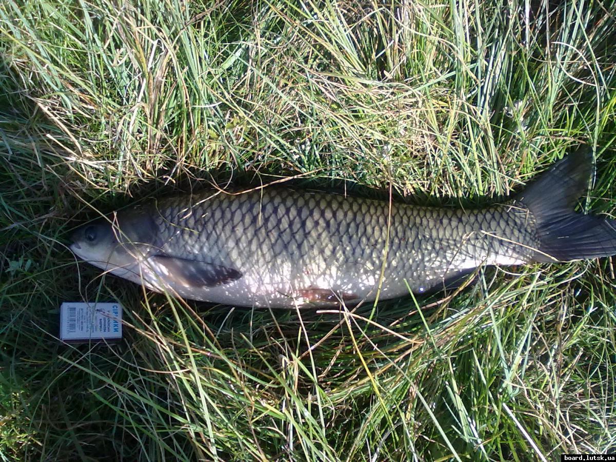 post-18712-0-63832200-1348758921_thumb.j