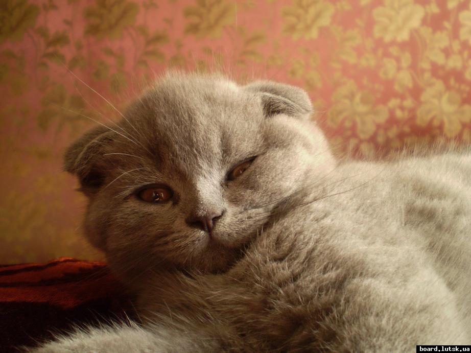 post-18892-0-06315400-1346782520_thumb.j