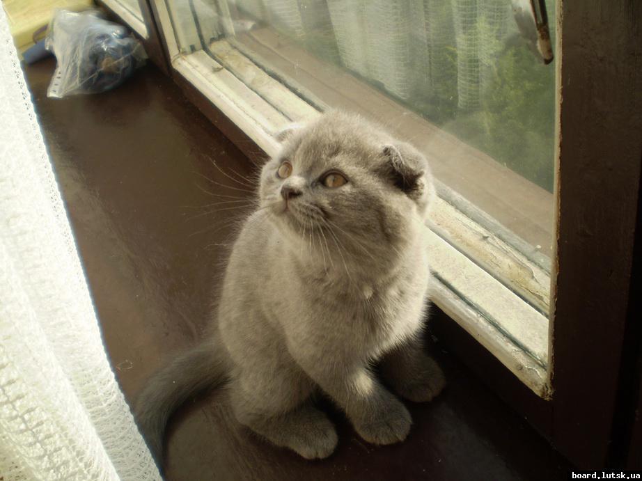 post-18892-0-54820700-1346782521_thumb.j