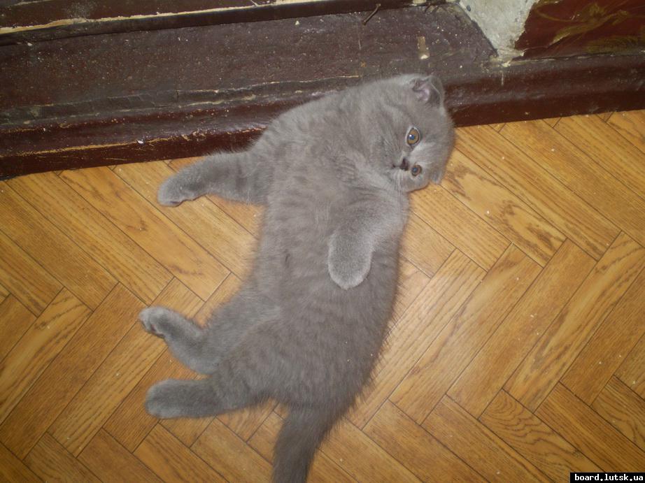 post-18892-0-86316900-1346782520_thumb.j