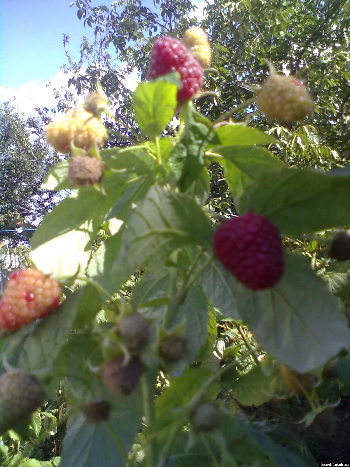 post-18946-0-34103100-1347180241_thumb.j