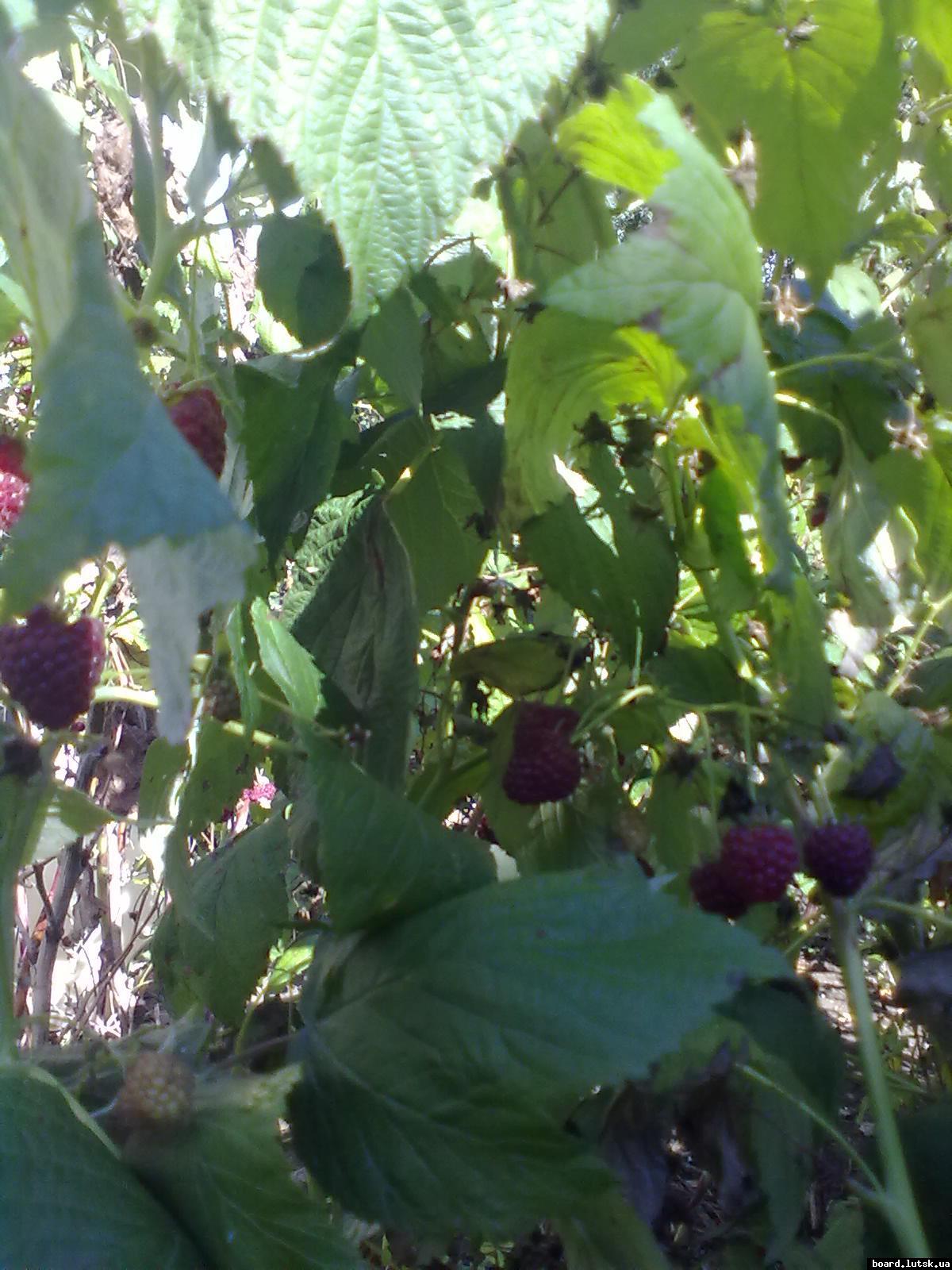 post-18946-0-93163000-1347180227_thumb.j