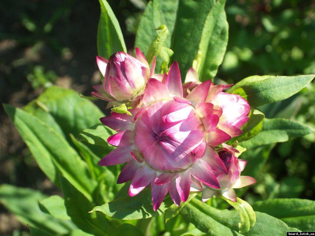 post-18978-0-39031900-1347361786_thumb.j