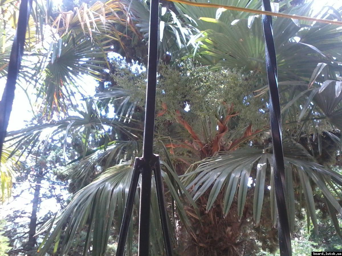 post-19013-0-20947700-1347518467_thumb.j