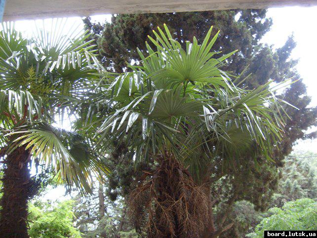 post-19013-0-27240500-1347708221_thumb.j