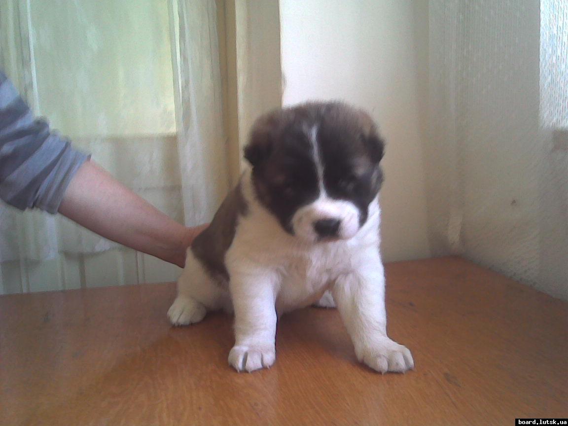 post-19045-0-41325900-1347812221_thumb.j