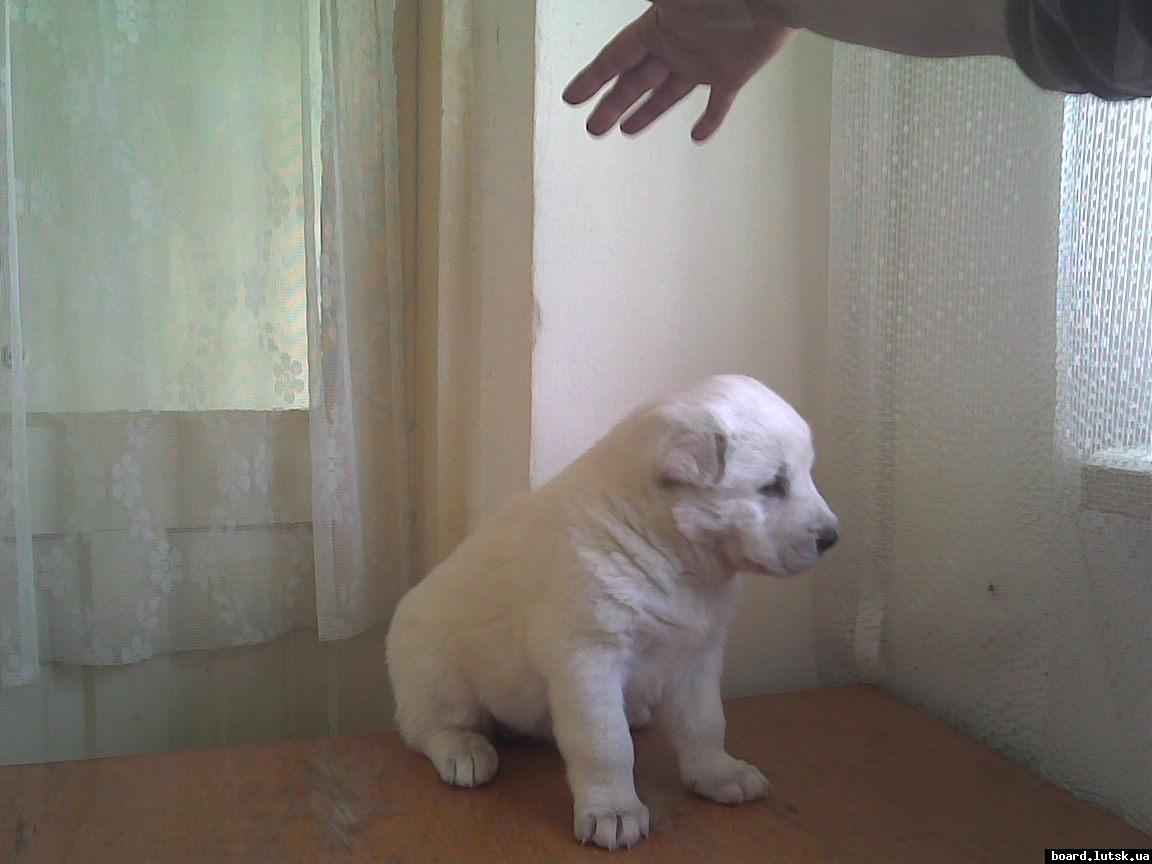 post-19045-0-52941300-1347812237_thumb.j