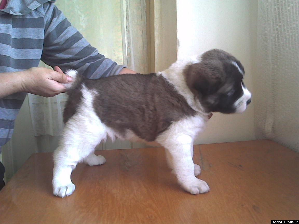 post-19045-0-53627800-1347812256_thumb.j