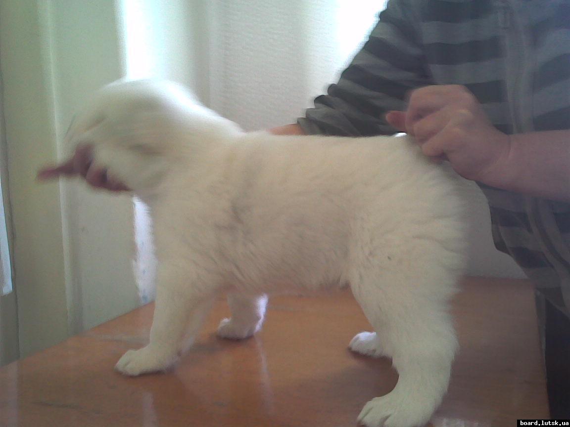 post-19045-0-64820300-1347812167_thumb.j