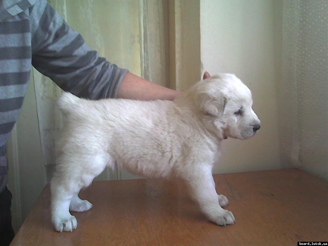 post-19045-0-72705500-1347812246_thumb.j