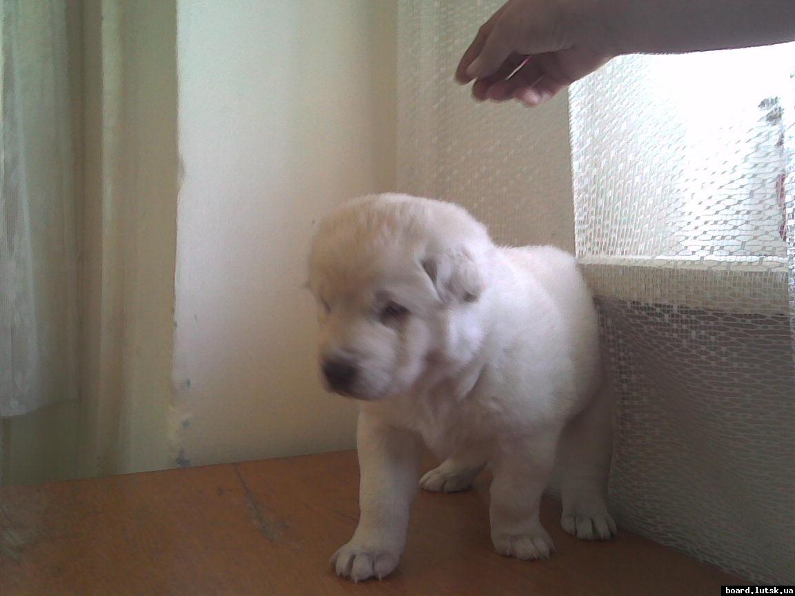 post-19045-0-78897500-1347812228_thumb.j