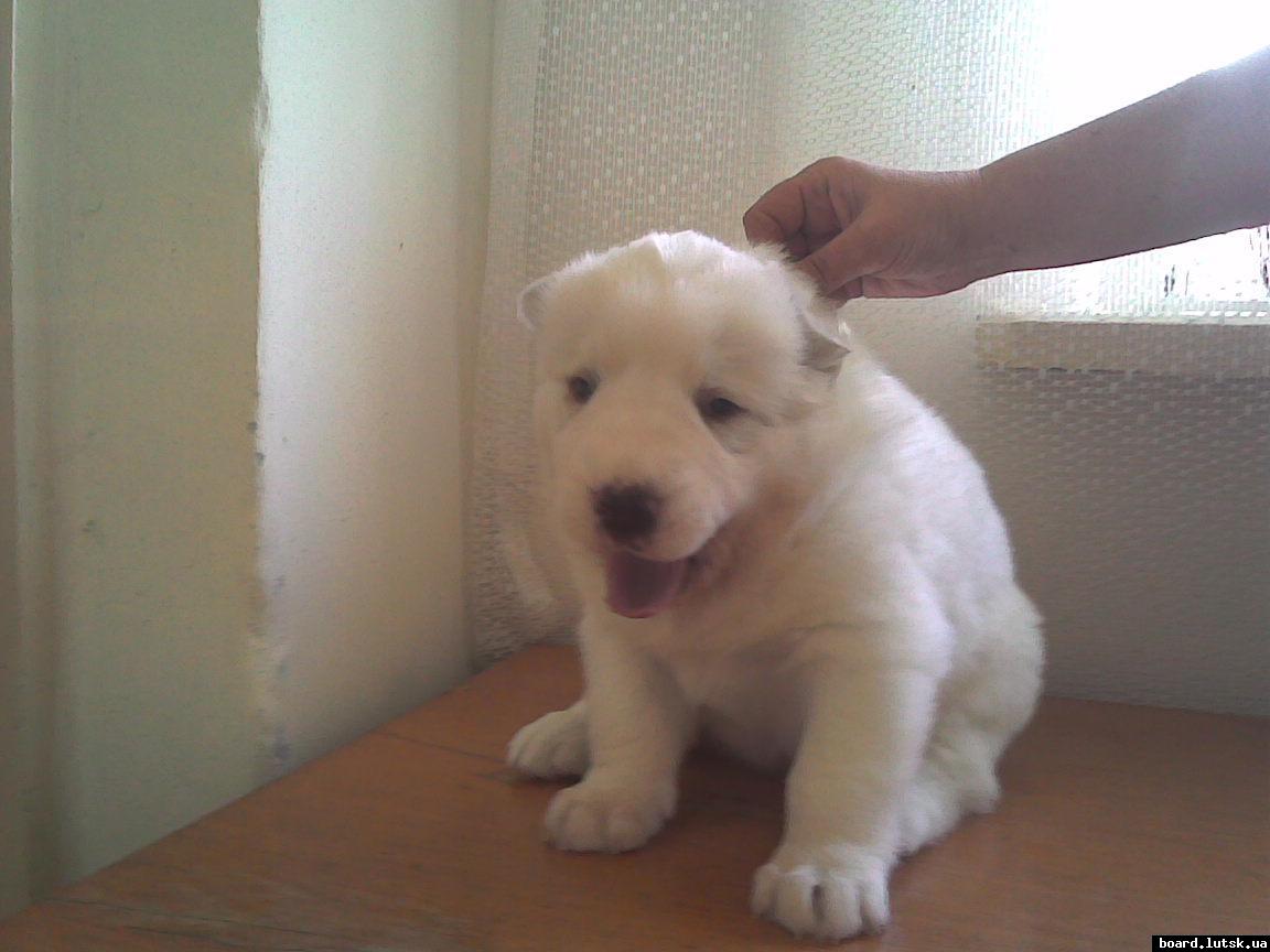 post-19045-0-82261200-1347812185_thumb.j