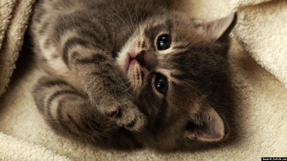 post-19194-0-43222800-1348656258_thumb.j