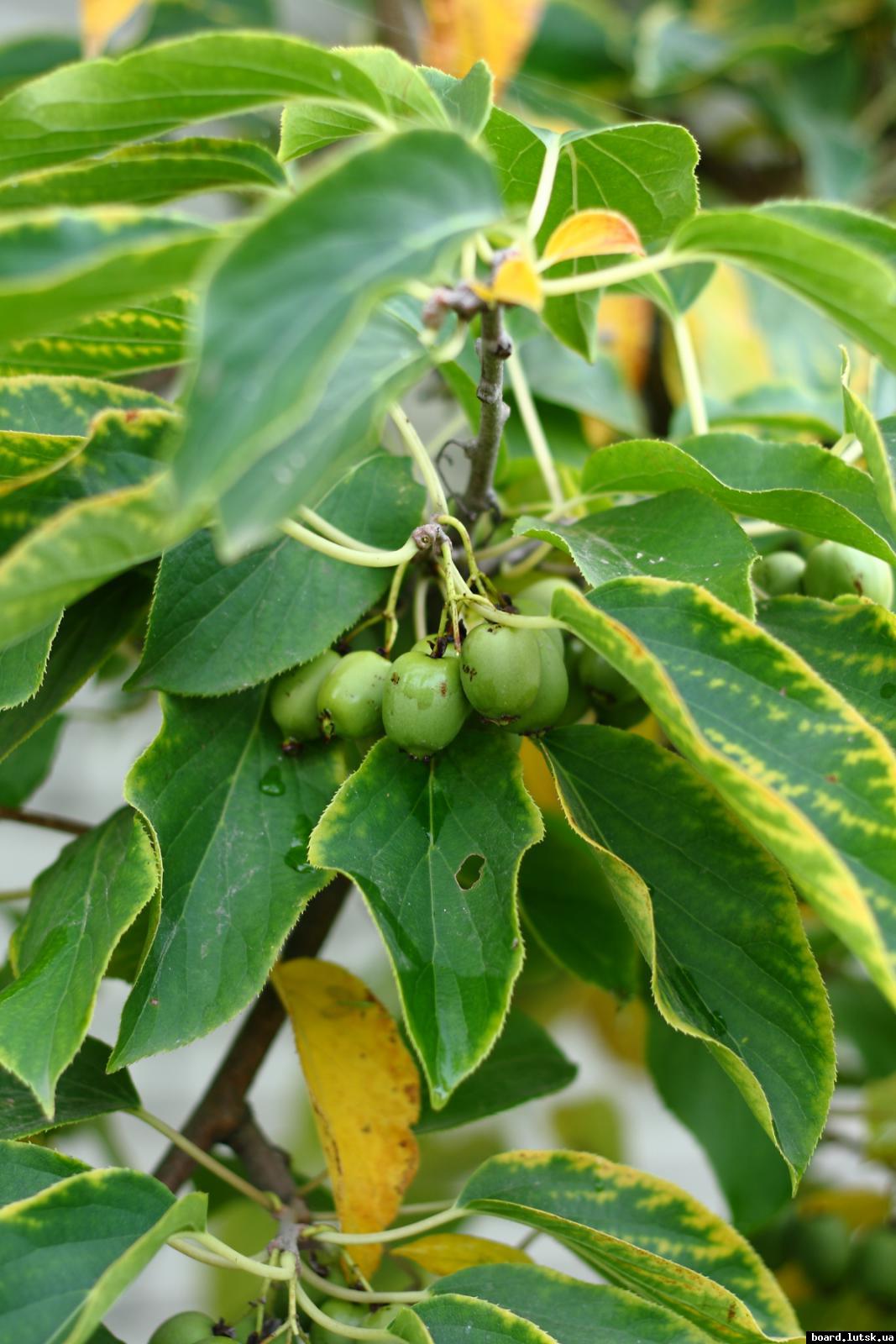 post-2135-0-44817100-1347716853_thumb.jp