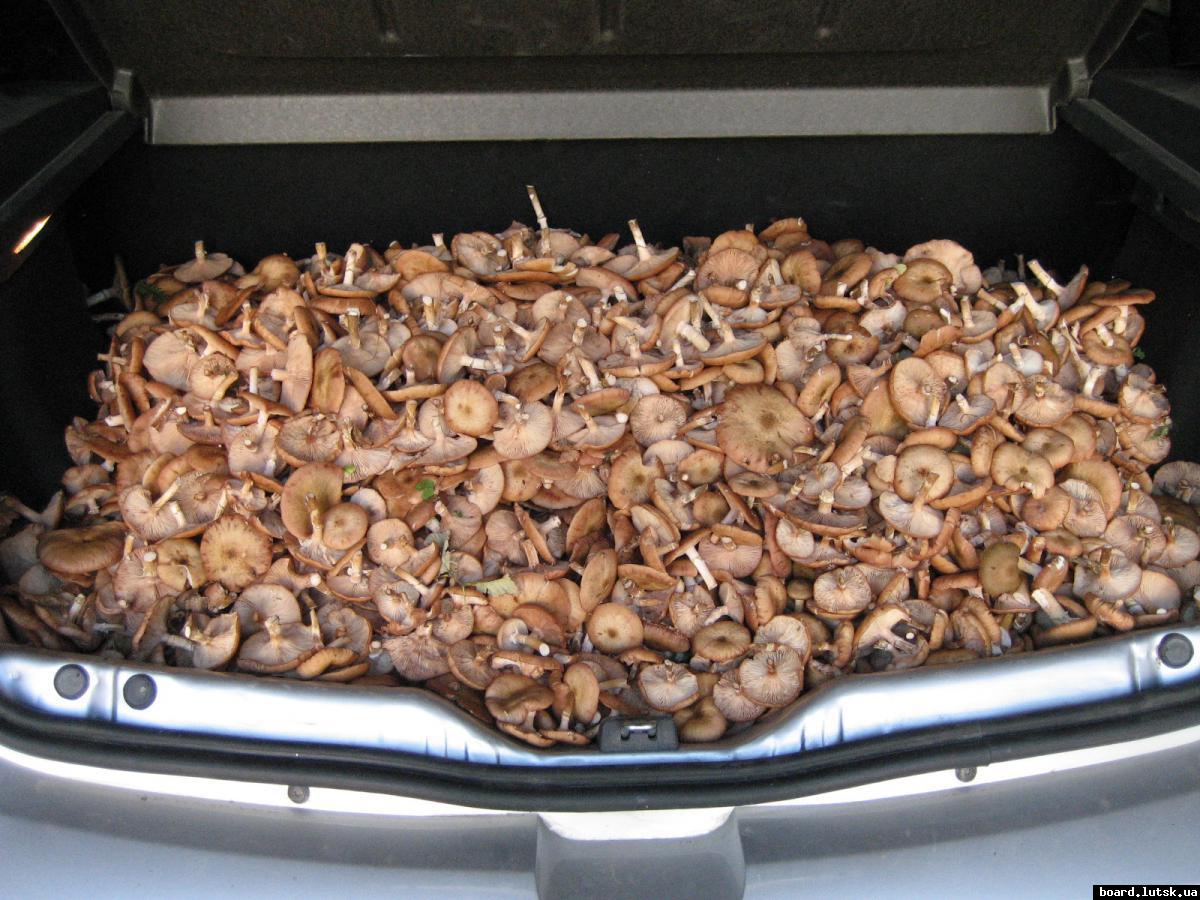 post-2292-0-15293200-1347991401_thumb.jp