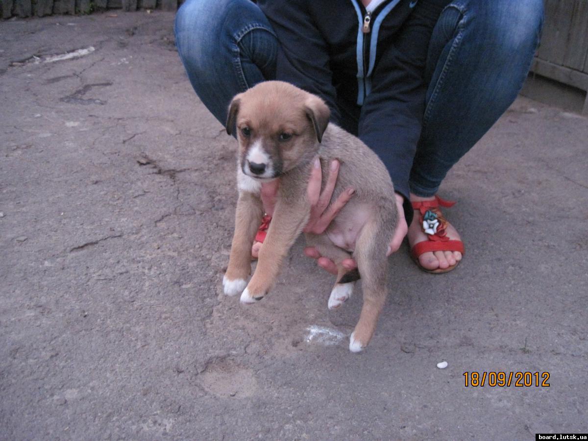 post-2590-0-10961800-1348001193_thumb.jp