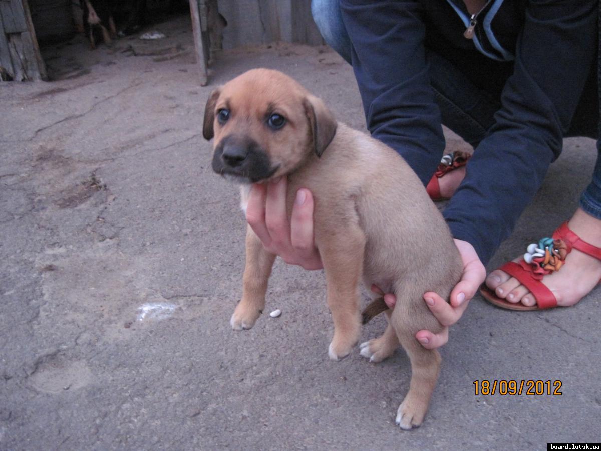 post-2590-0-24432300-1348000923_thumb.jp