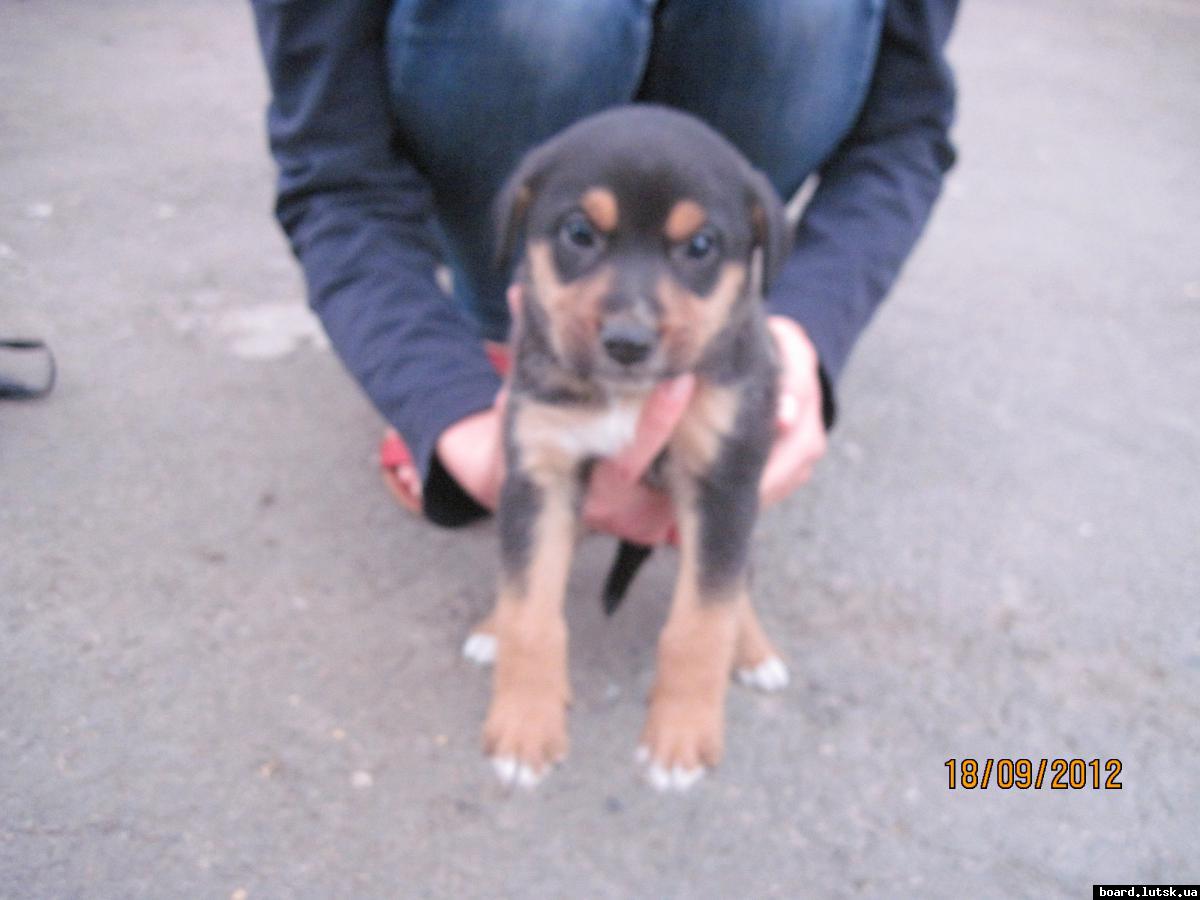 post-2590-0-46053500-1348001234_thumb.jp